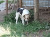 Vaccinate Lola  For Just 12 Euros