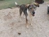 Vaccinate Riki  For Just 12 Euros