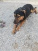 Sponsor Dora