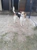 Sponsor Lola