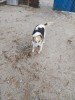 Sponsor Lola