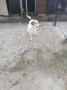 Sponsor Lola