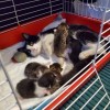 Elsa and the babies