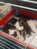 Elsa and the babies