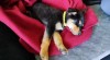 Help Teddy Beat Parvo