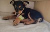 Help Teddy Beat Parvo