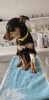 Help Teddy Beat Parvo