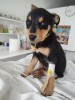 Help Teddy Beat Parvo