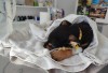Help Teddy Beat Parvo