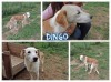 Dingo