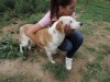 Dingo