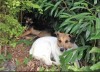 Flora and Blacky (Hattie) Success Story