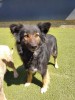 Donate For Our Dogs In Pensions