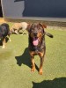 Donate For Our Dogs In Pensions