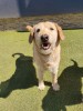 Donate For Our Dogs In Pensions