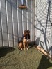 Donate For Our Dogs In Pensions