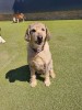 Donate For Our Dogs In Pensions