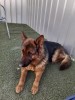 Donate For Our Dogs In Pensions