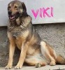 Vaccinate Viki  For Just 12 Euros