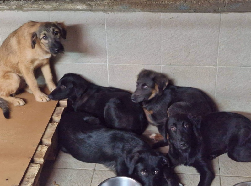 5 Rescued Puppies